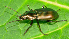 Kupferfarbener Buntgrabläufer_2.jpg